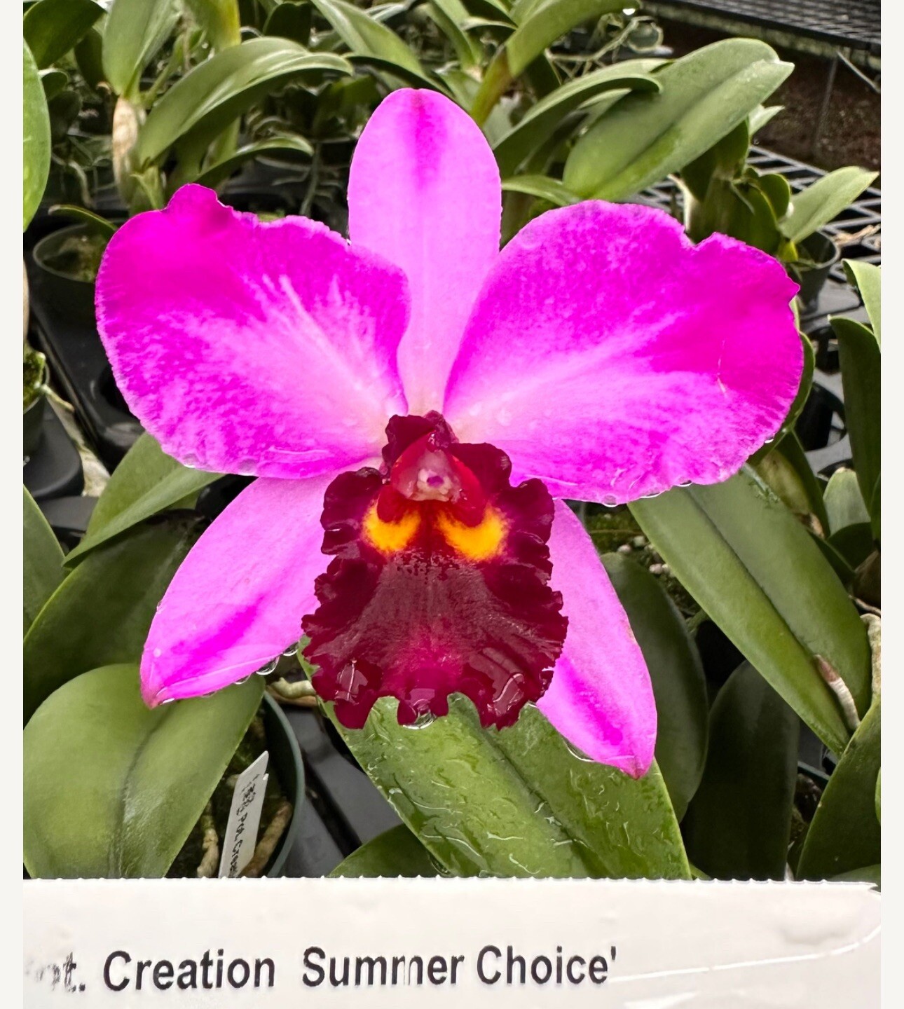 Pot. Creation ‘Summer Choice’ Cattleya Orchid Plant Blooming Size 4”