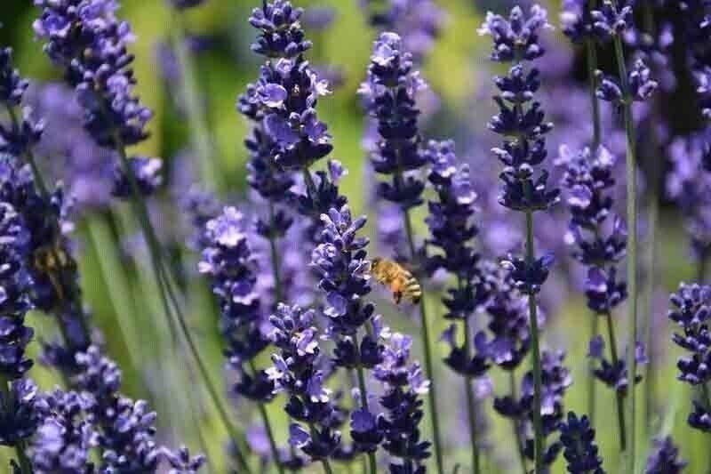 Scarborough Seeds 500 Lavender Seeds HERB NON-GMO MOSQUITO REPELLENT USA!