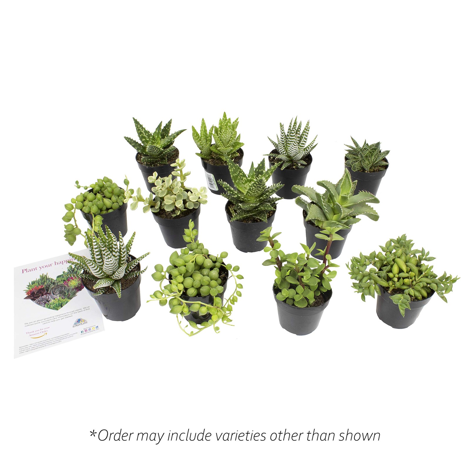 Altman Plants Assorted Succulents 12-Pack Live Houseplants Easy Care Indoor