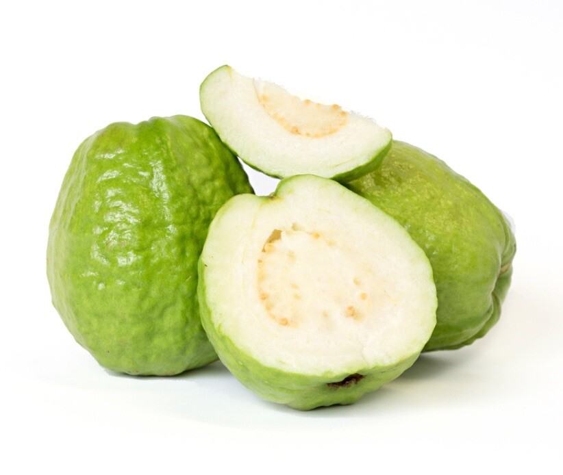 Guava Tree 8” With Pot Seedling Tropical Live Plant White Ready To Plant