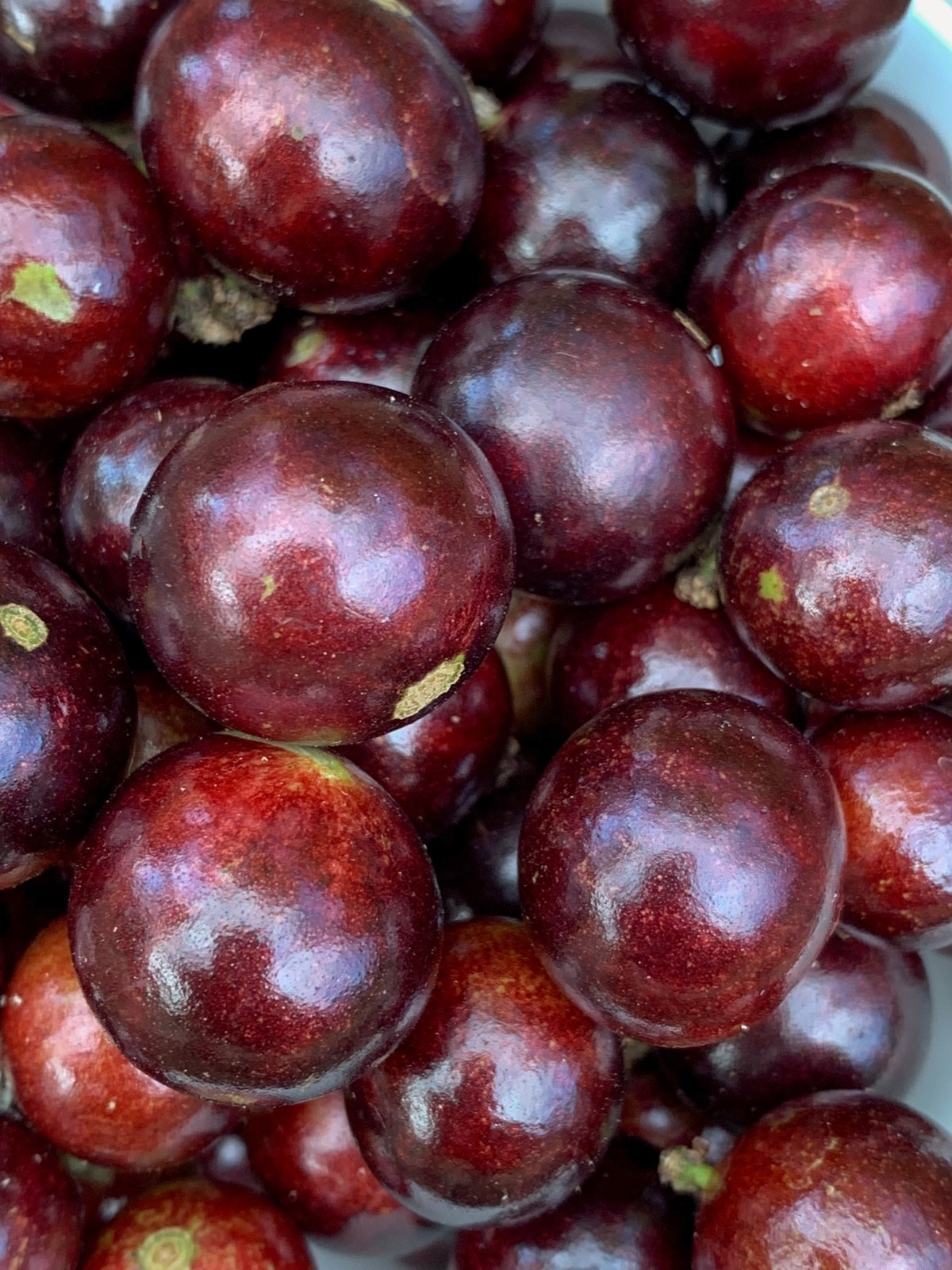 Red Hybrid Jaboticaba Myrciaria Plinia cauliflora x aureana Fruit Tree Plant