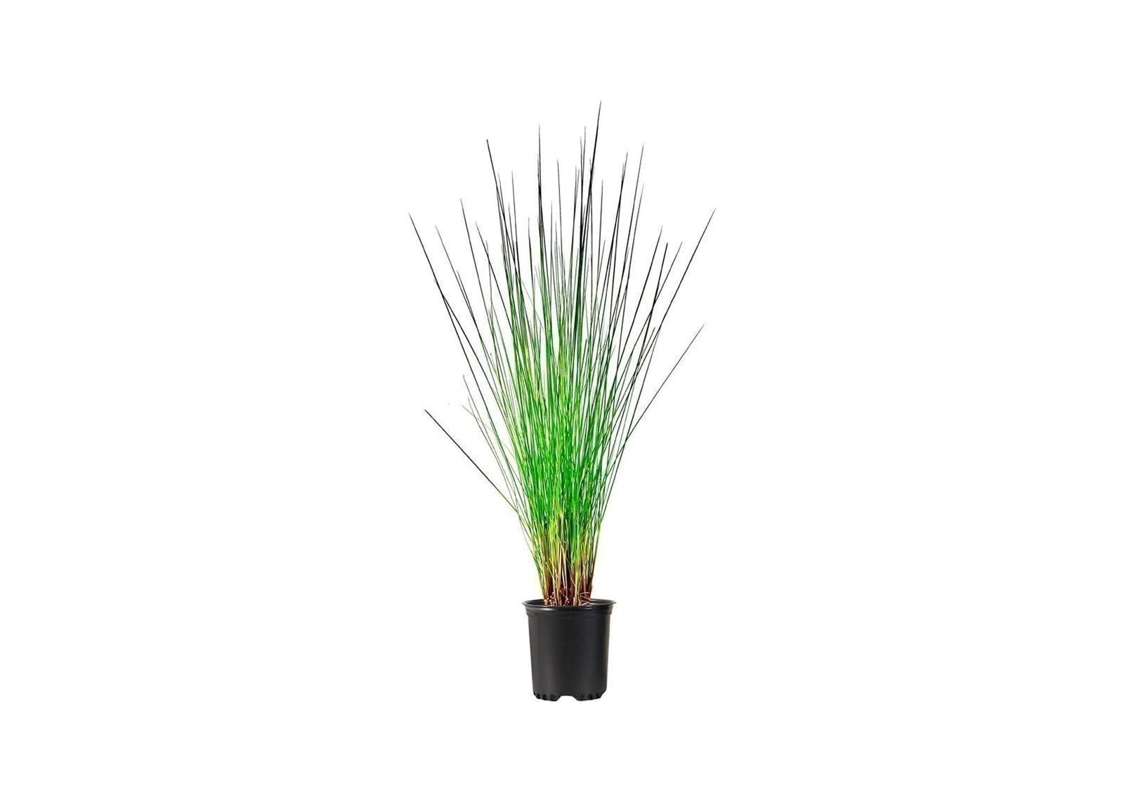 Muhly Grass | 4 Inch | Muhlenbergia capillaris | Ornamental Grass