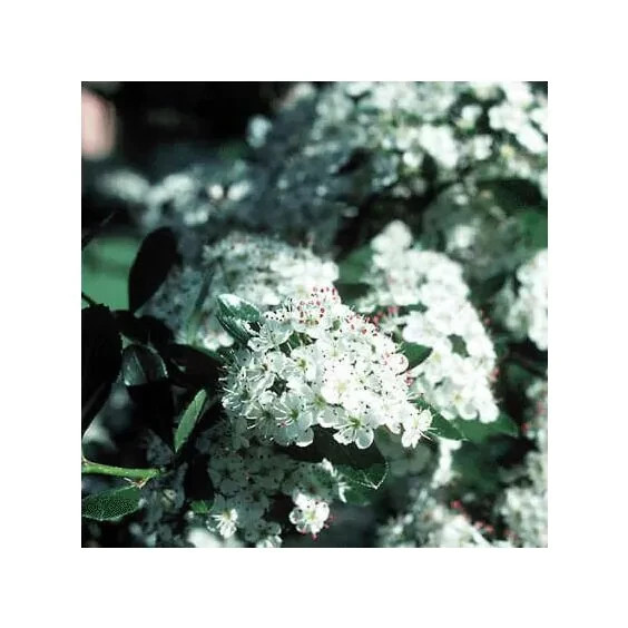 30+ Seeds Thornless Cockspur Hawthorn Crataegus Crus-Galli Year Round Interest