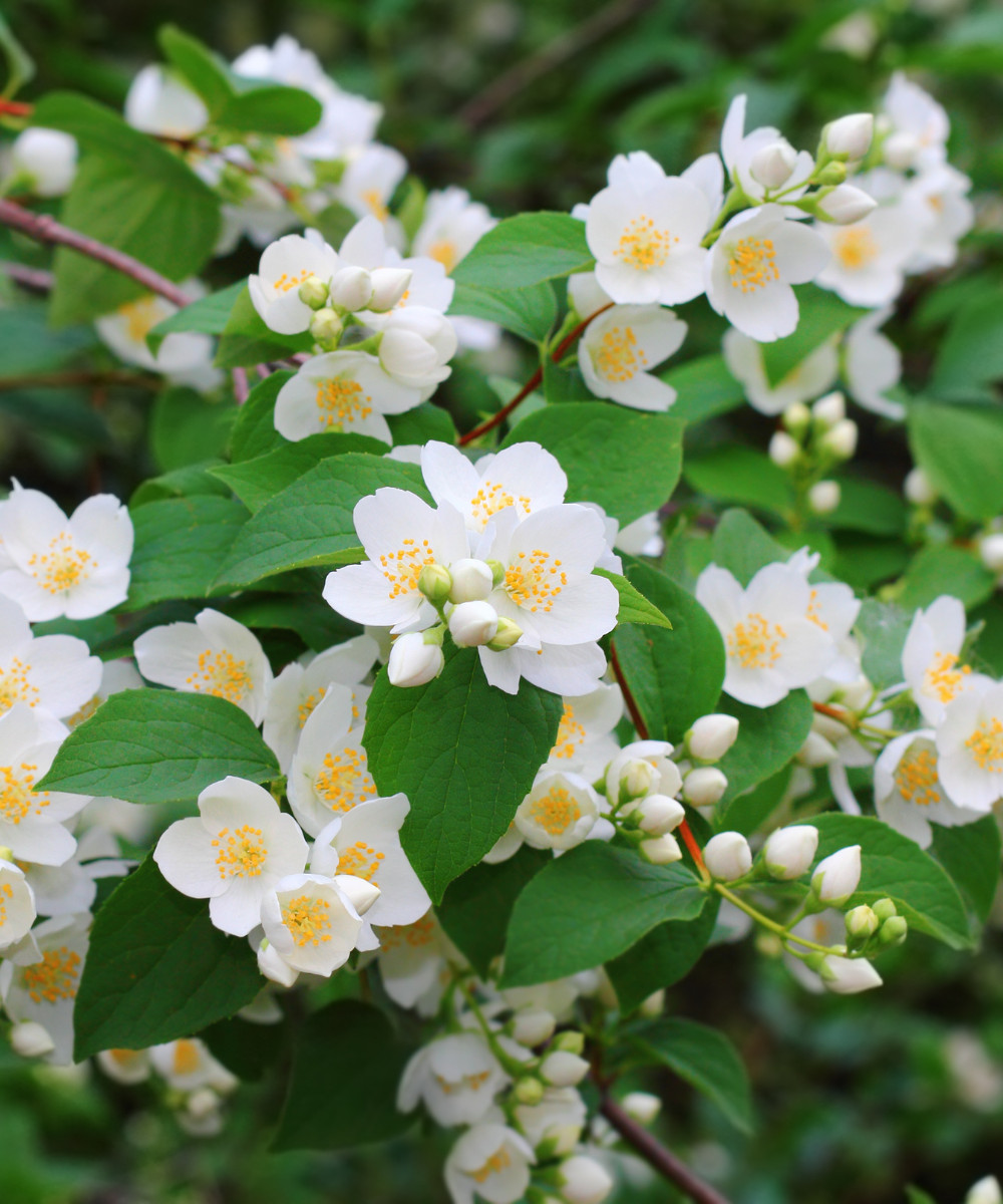 10 Sweet Mock Orange Fresh Unrooted Cuttings for Rooting