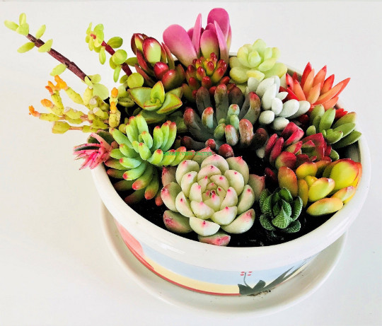10 Assorted Succulent Cuttings Clippings for Dish Garden Terrariums Mini Fairy