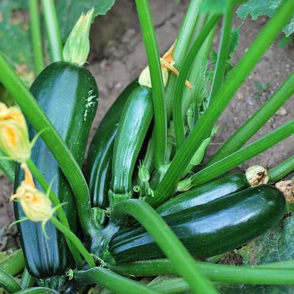 Black Beauty Zucchini Seeds | Bush Dark Green Courgette Summer Squash Fresh 2024