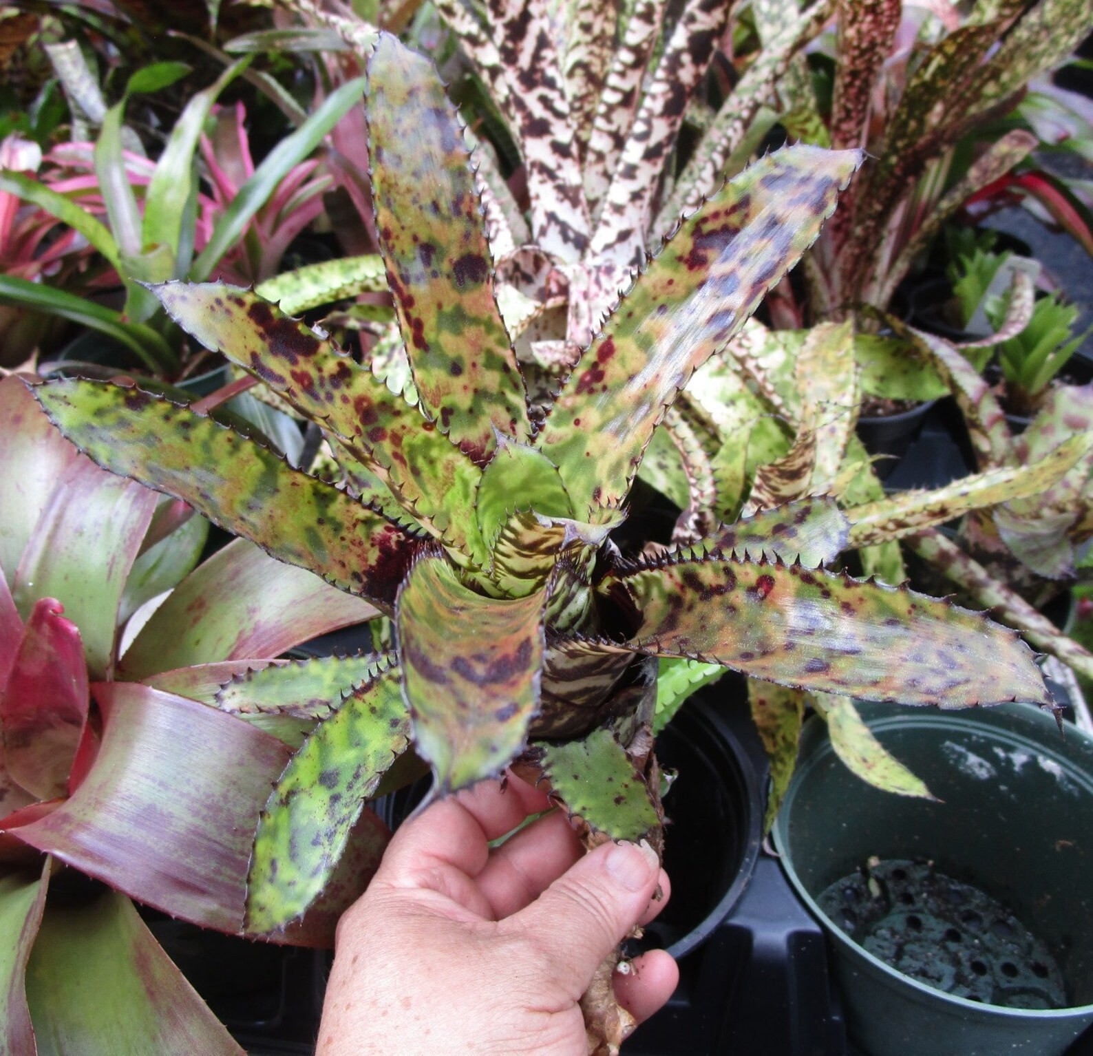 BUY ANY 4 SAVE 15% BROMELIAD Aechmea WHITE KNIGHT Hybrid Offset – Rare Cross