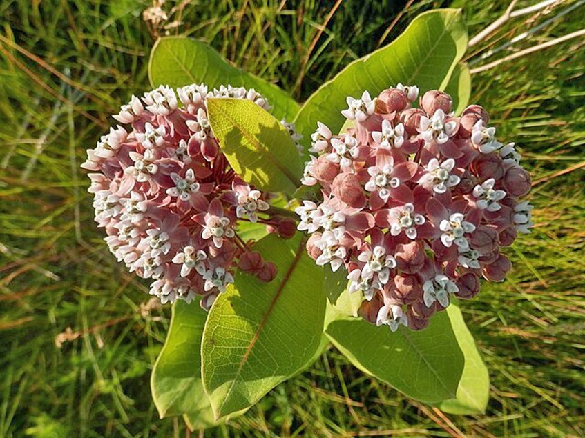 Asclepias syriaca | Common Milkweed | 100 Seeds