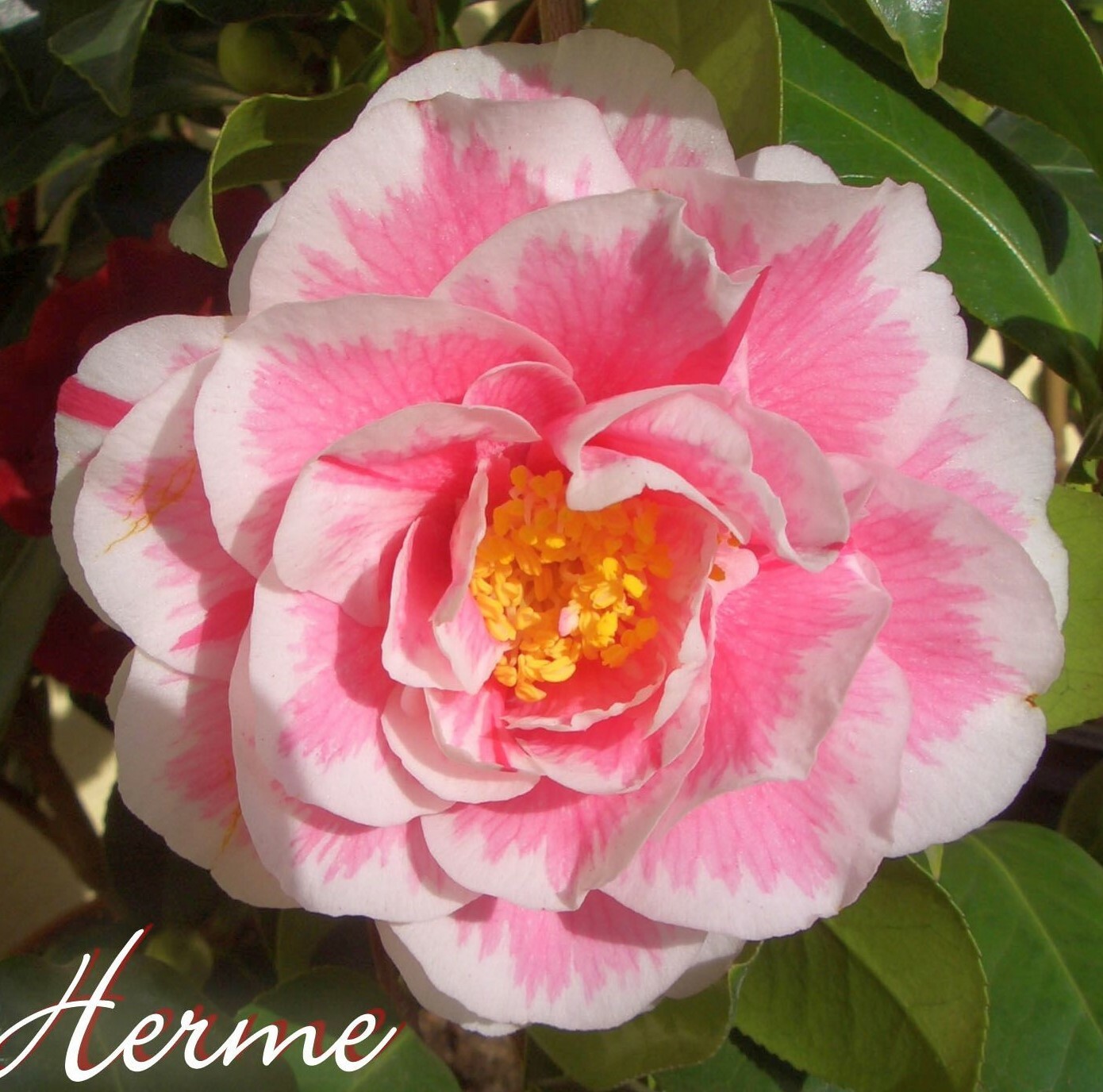**HERME PINK**Bicolor Bloom** Camellia Japonica-Live Starter Plant -USA Seller-