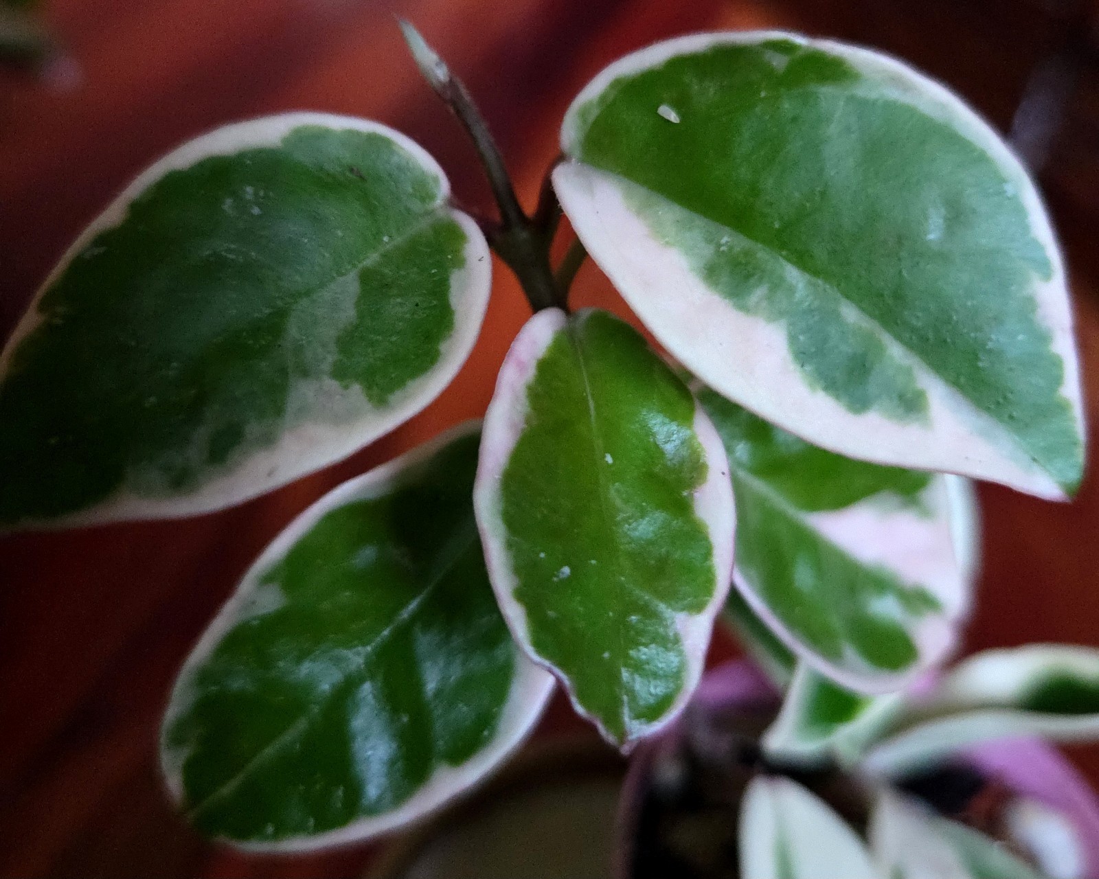 Rare Hoya Suzie Q Hybrid 8″ Tall Not Monstera Philodendron Aroid Anthurium