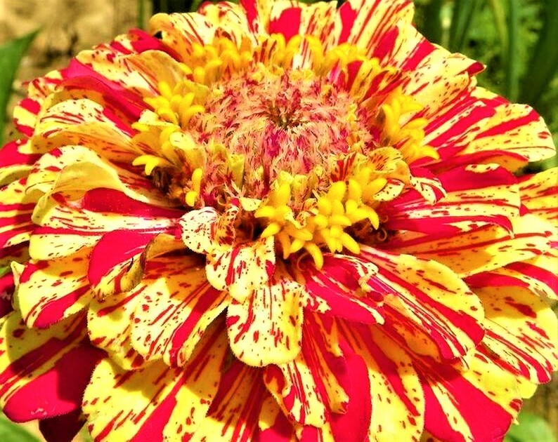 Zinnia Seeds Peppermint Stick 100+ Seeds NON-GMO BUY 4 GET FREE SHIPPING