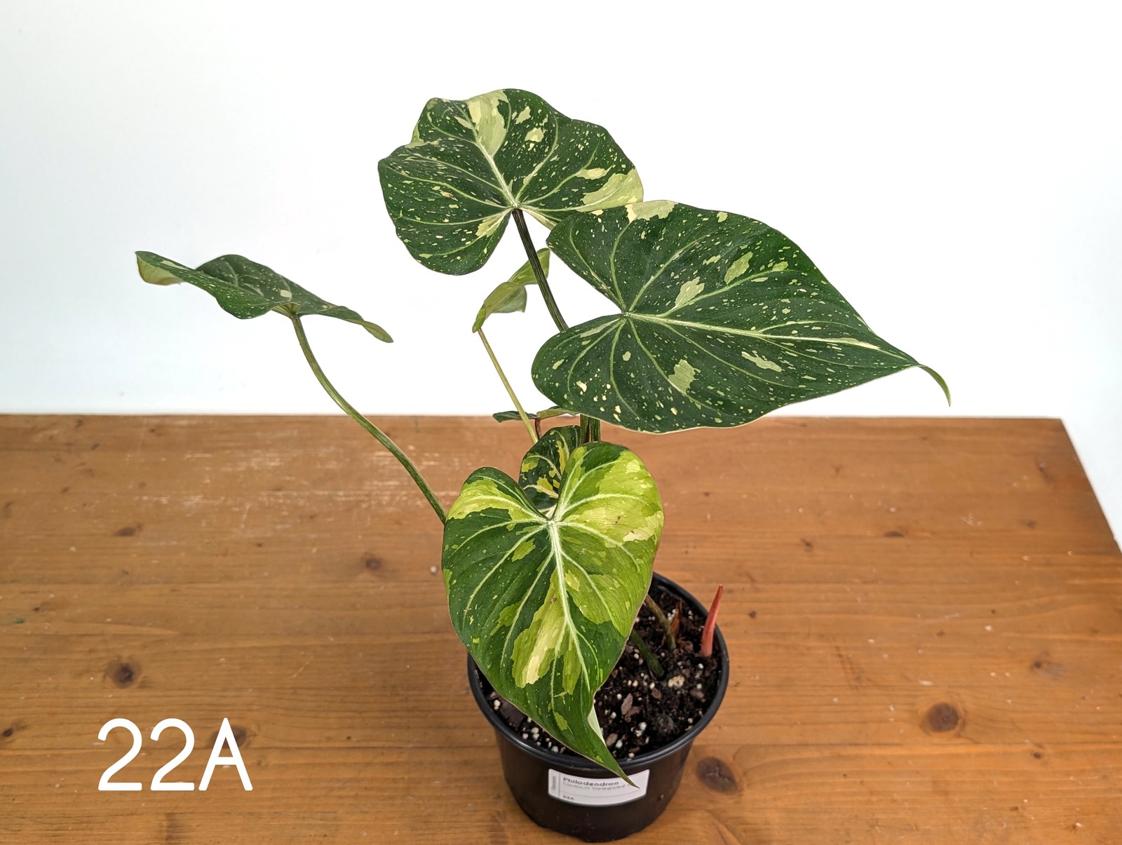 Philodendron Gloriosum Variegated – Multiple Exact Plants 6″ Pots