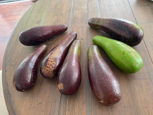 DWARF Hawaiian RED Oahu Loa COLD HARDY Rich & Creamy AVOCADO! Yummy Australian