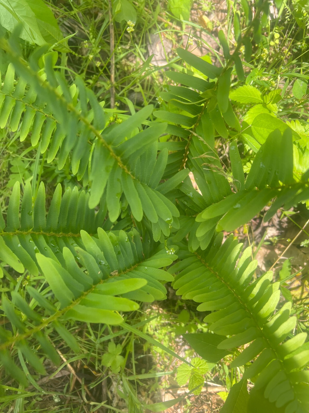 Live Christmas Fern Root – Bare Root Woodland Perennial – Native Smoky Mountains