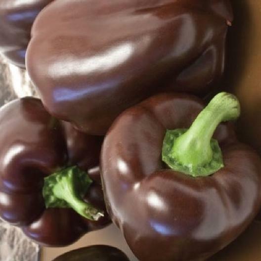 50 Chocolate Beauty Bell Pepper Seeds Non-GMO Heirloom Free Shipping