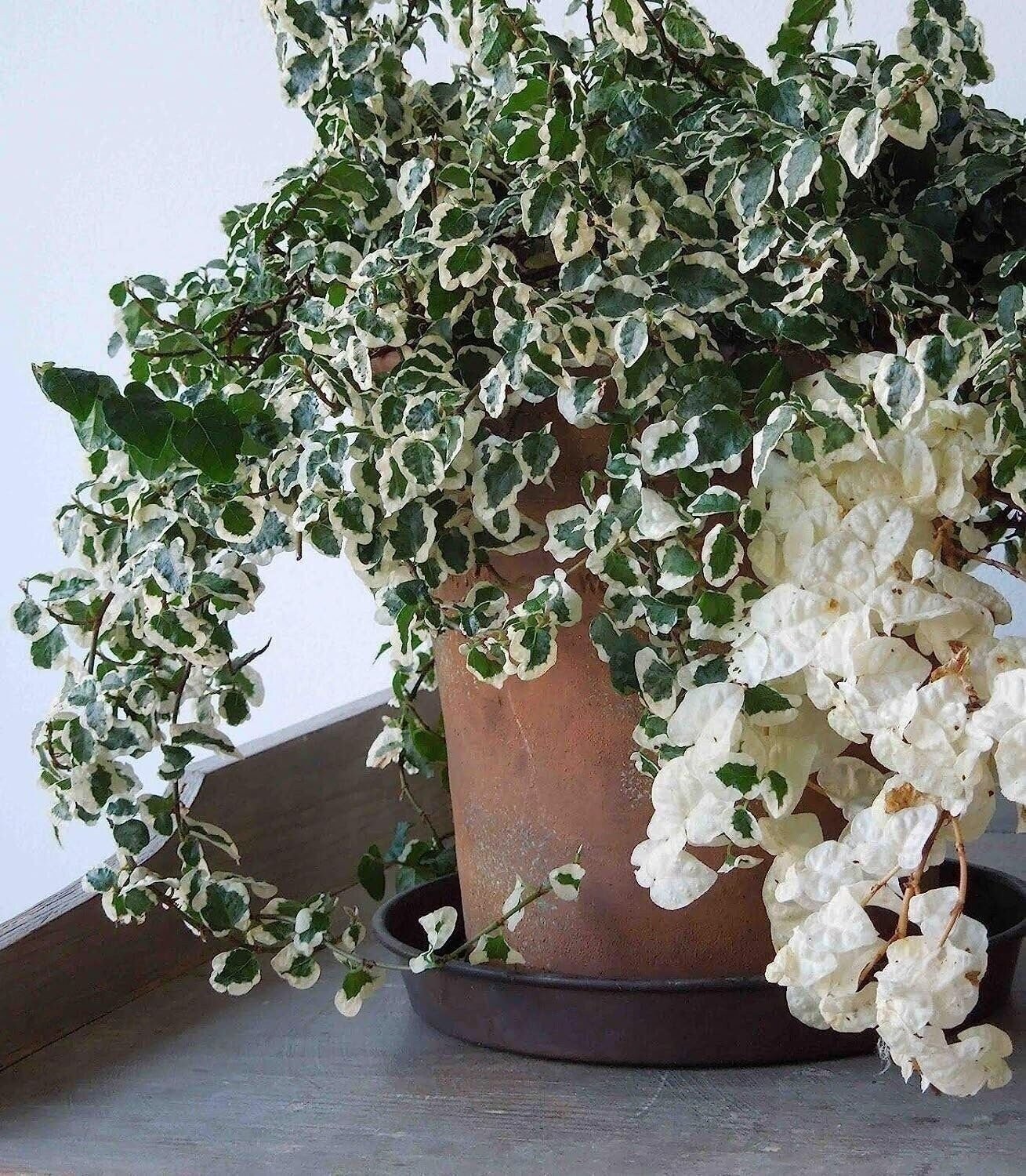 Creeping Fig Variegated | 2 Inch | Ficus pumila | Low Maintenance | Hardy