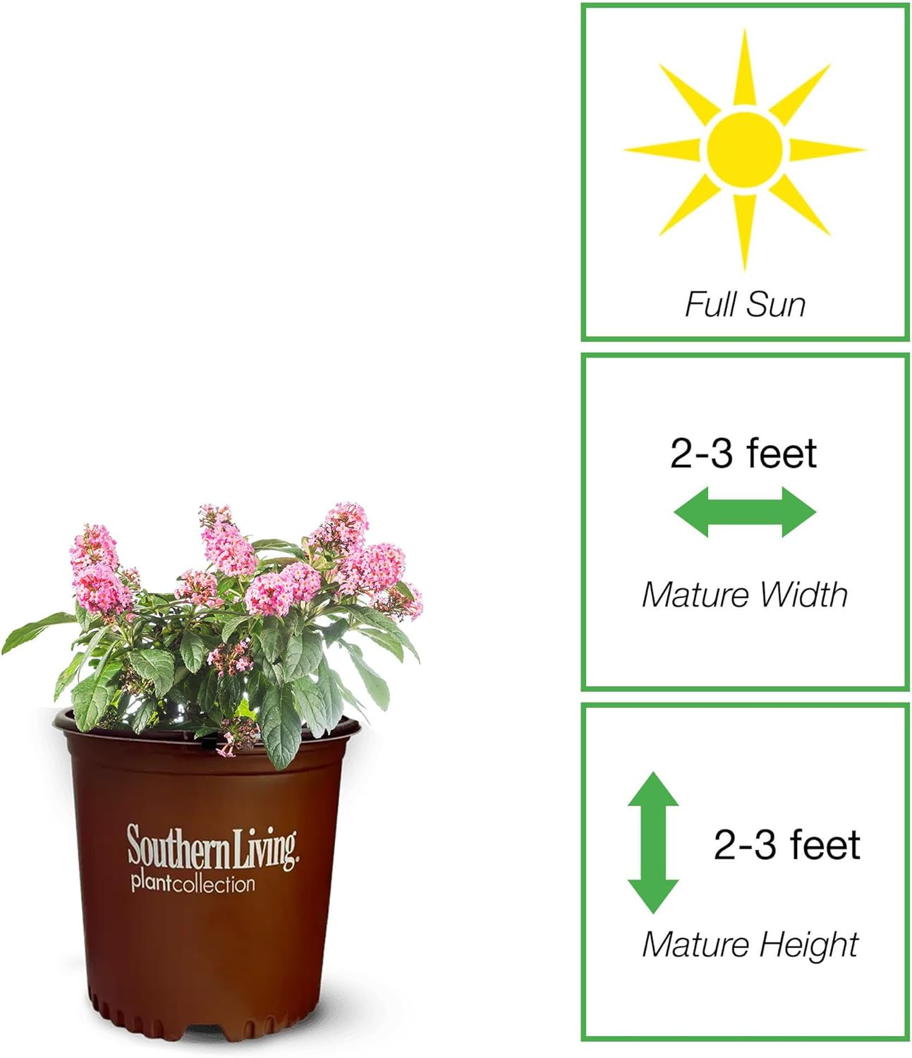 Butterfly Candy Li’L Taffy Butterfly Bush in 1 Gallon Grower’S Pot | Live, Pink