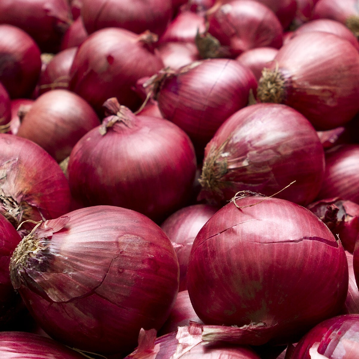 1 Oz Red Burgundy Onion Seeds – Everwilde Farms Mylar Seed Packet