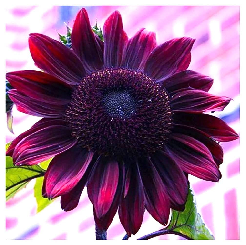 Chocolate Cherry Sunflower Seeds to Plant Heirloom & NonGMO Large Package 2…