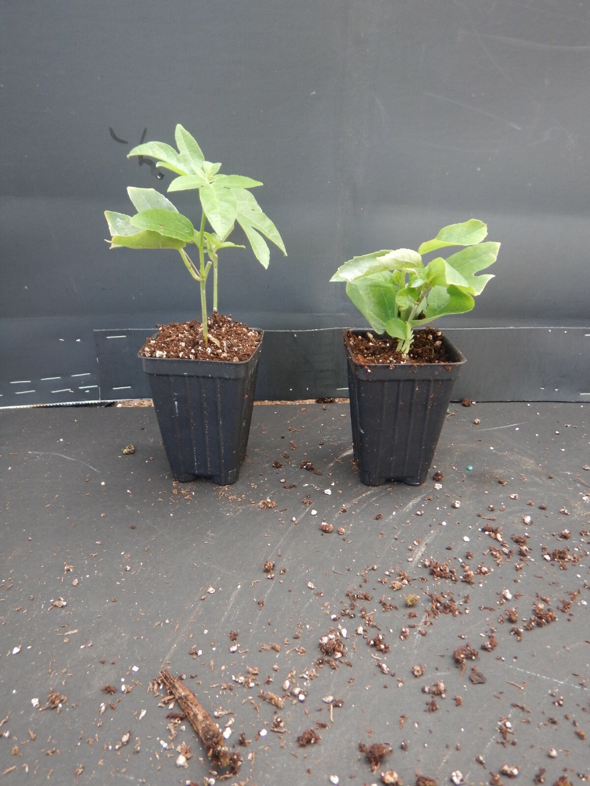 INCENSE~Passiflora Incarnata-Cincinnata~Starter Plant~Purple Flower Yellow Fruit