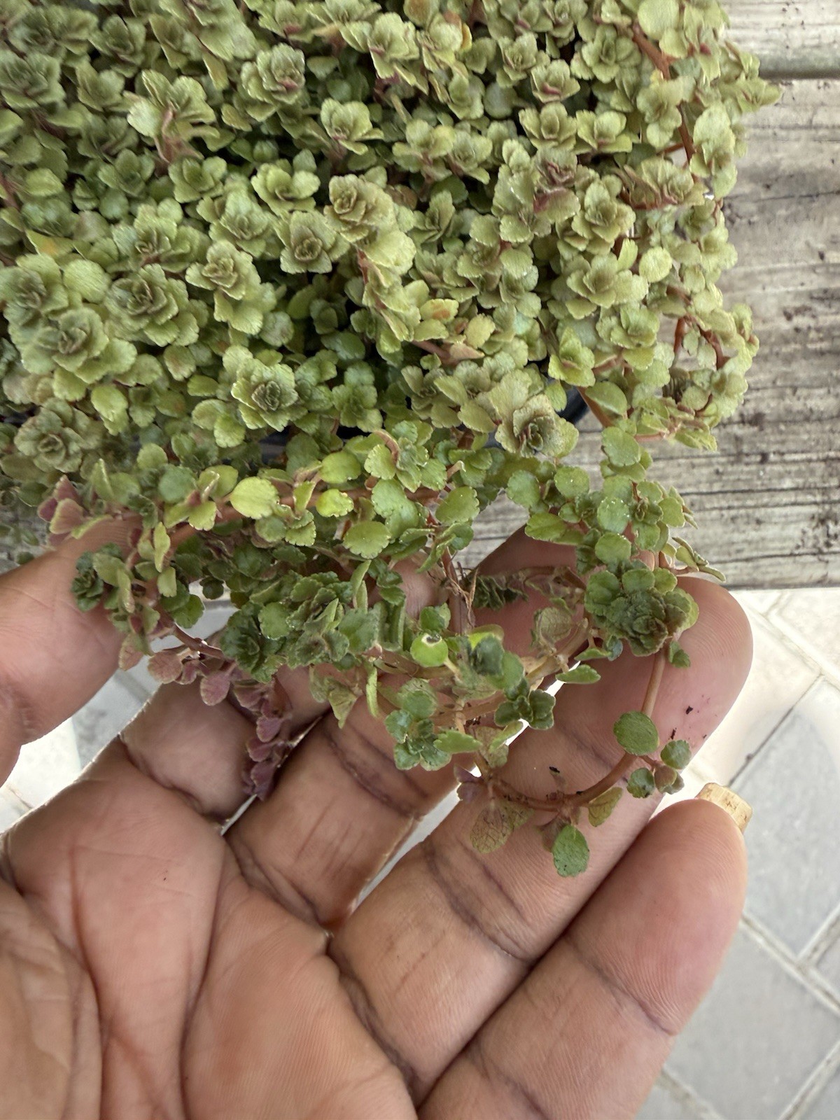 Pilea Depress Rare Plants