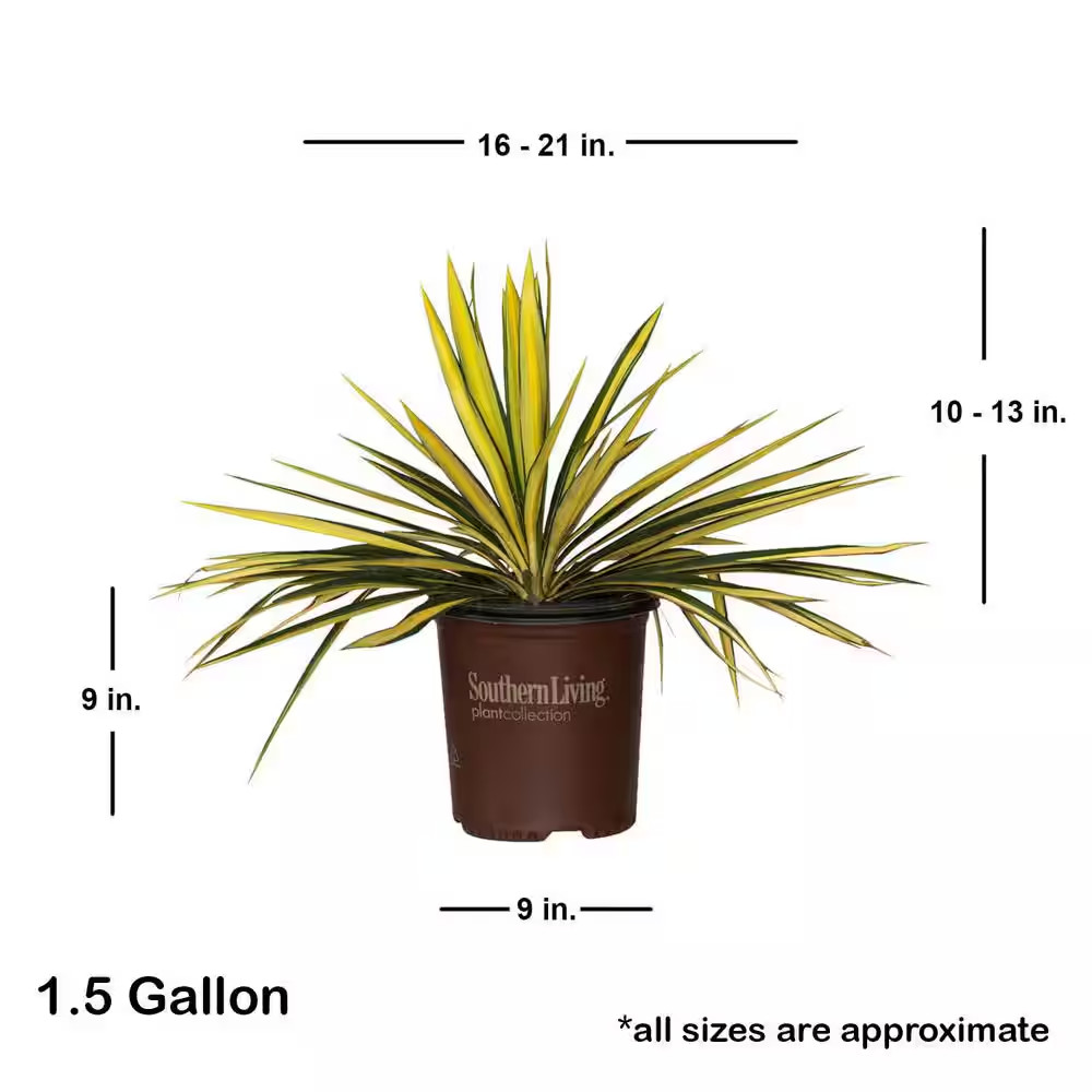 1.5 Gal. Color Guard Yucca (Adam’S Needle) with Variegated Creamy White and Dark