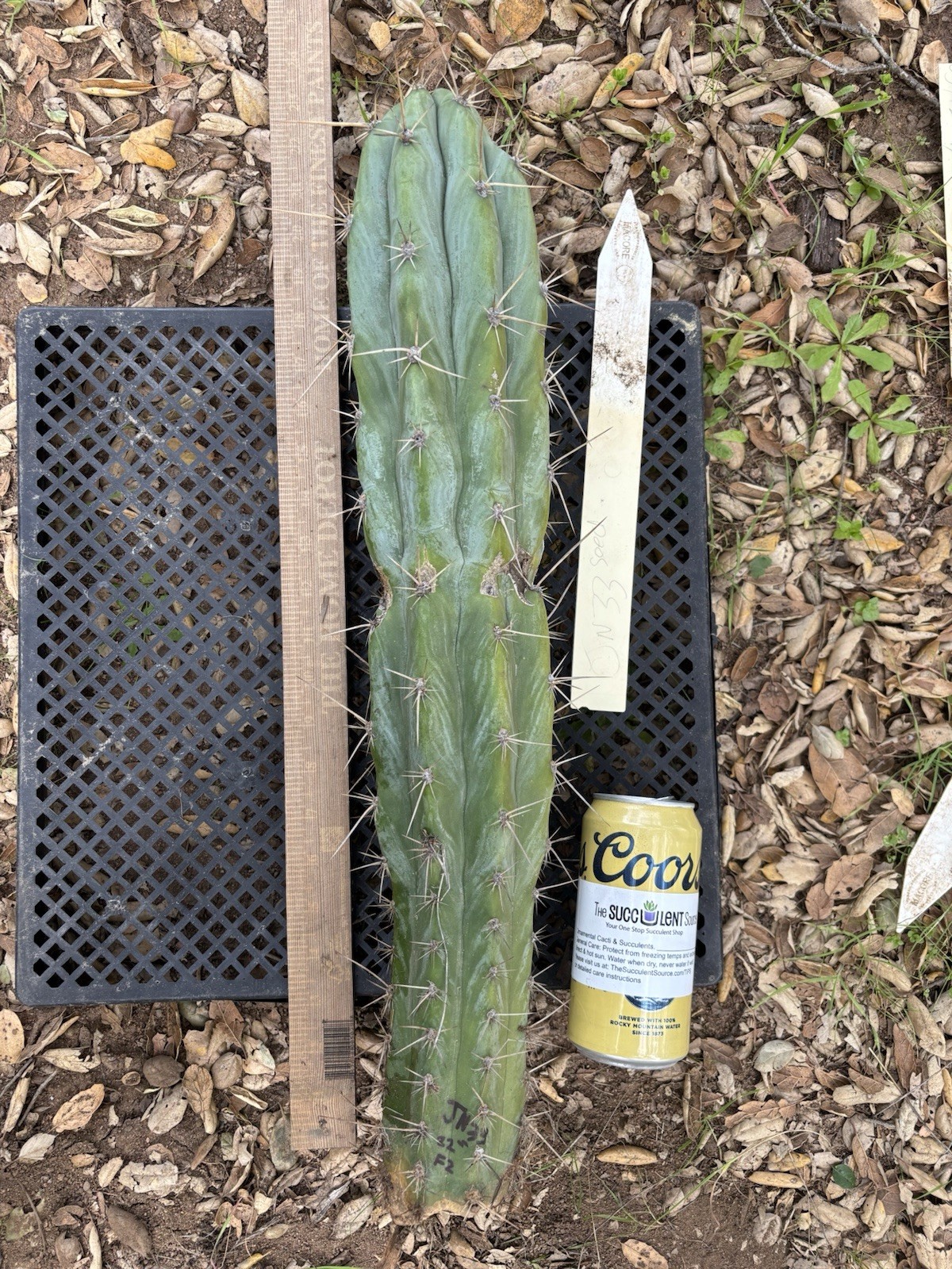 Cactus Cutting Green Live Plant with Thorns Draught Resistant 18-22 in