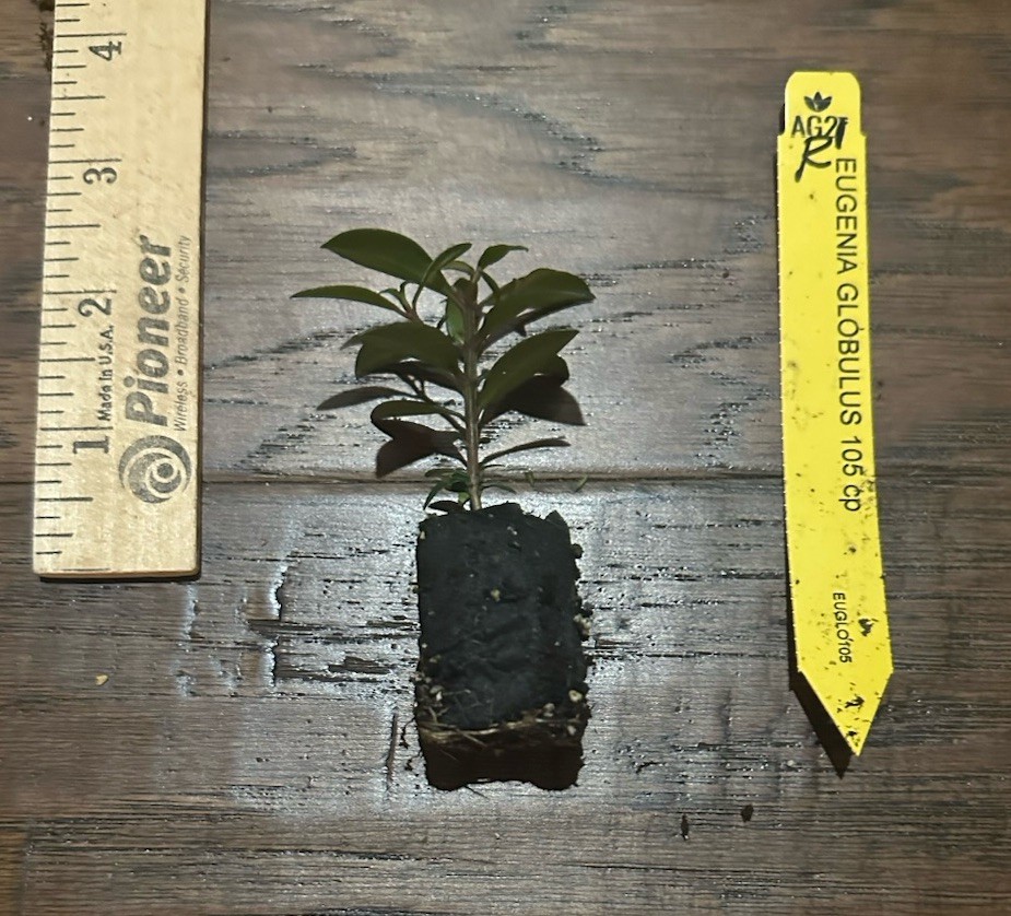 Dwarf Brush Cherry (Eugenia globulis) – 1 TC Plant Plug -1-3 in.- Edible/Topiary
