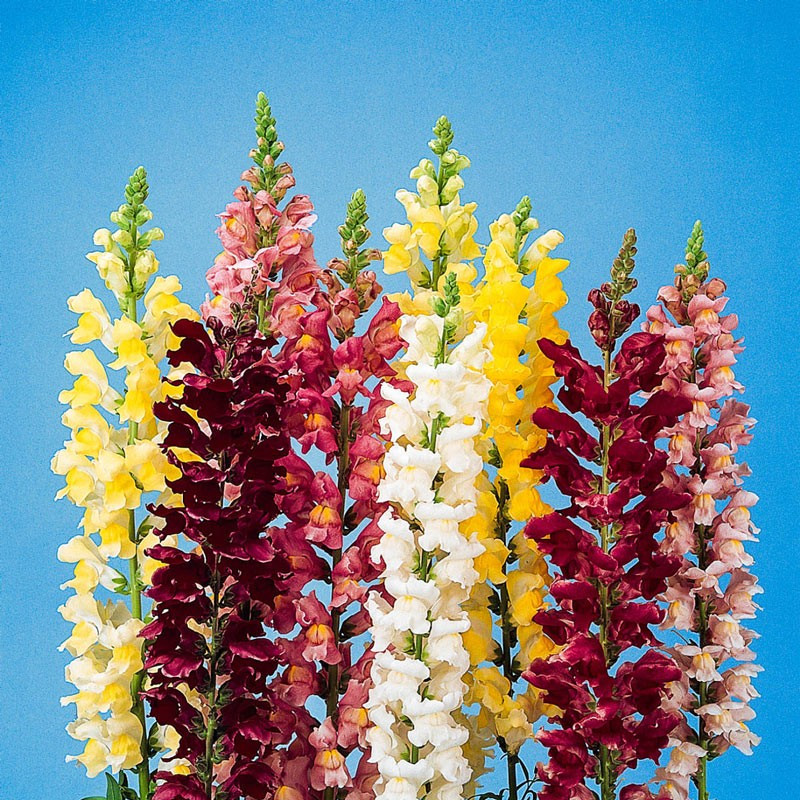6000+ Snapdragon Tall Mix Seeds —- Tall Flower