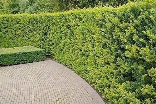 Needlepoint Chinese Holly – Ilex Cornuta – 3 Live Plants – Low Maintenance…