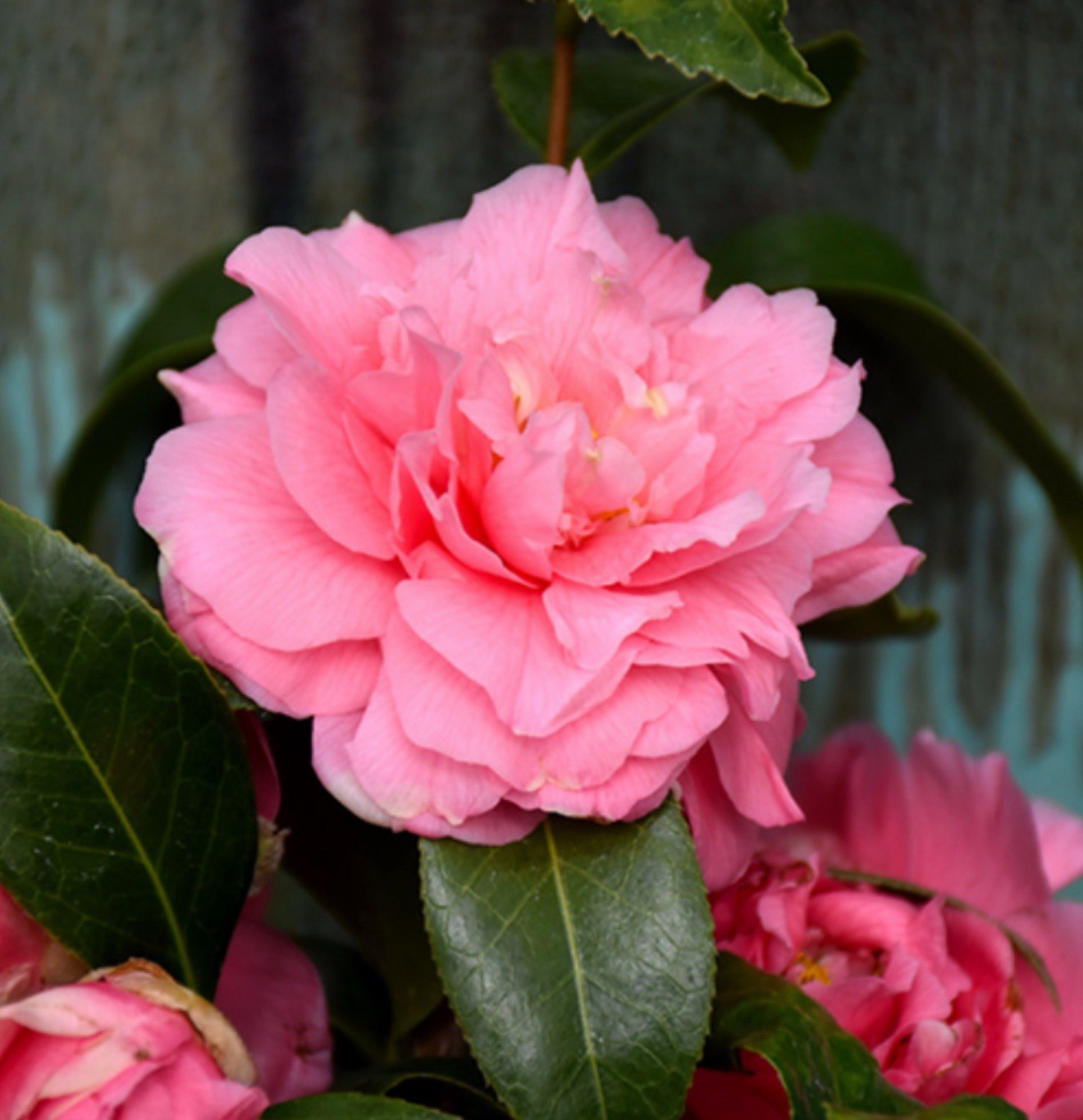 Kumasaka ~~Camellia Japonica–Live STARTER Plant–VERY UNIQUE BLOOMS!