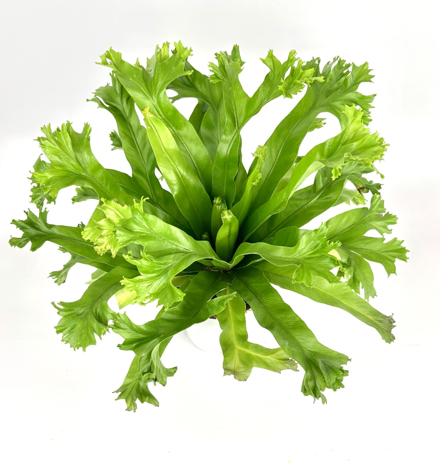 Japanese Bird’s Nest Fern Asplenium Antiquum Crissie, 4″ Pot