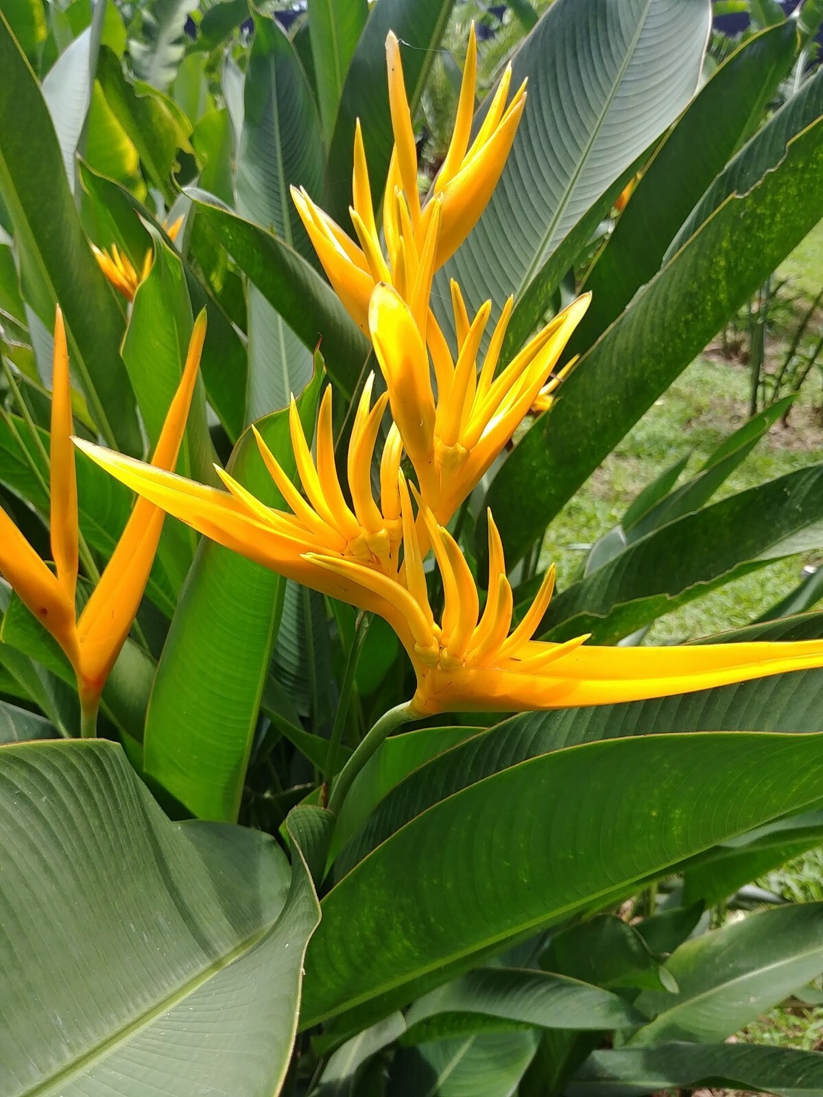 2 DWARF HELICONIA GOLDEN TORCH LIVE RHIZOMES TROPICAL PLANT