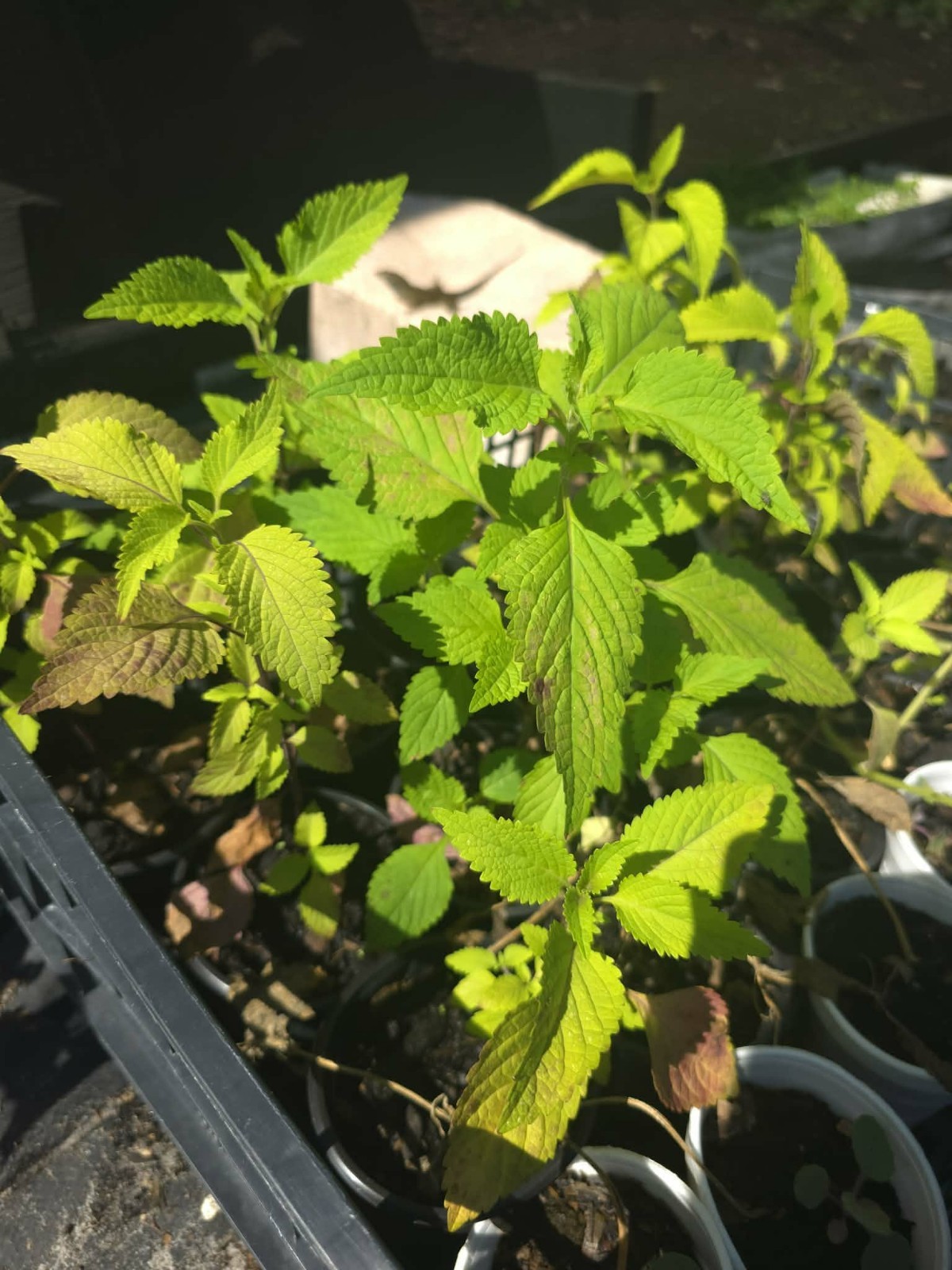 Nettle ( kính giới) Live Potted Plant Vegetative 6″ -10″Tall Outdoor 1 Pack