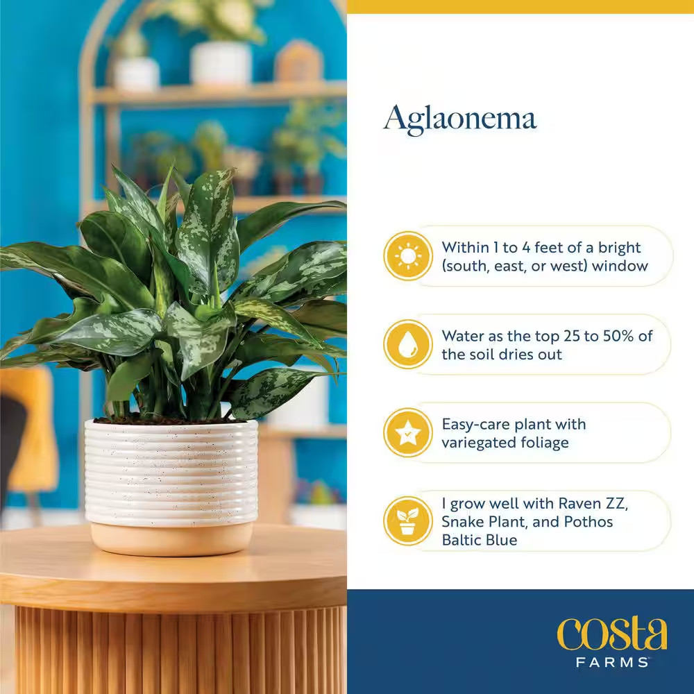 Aglaonema Creta Indoor Plant in 6 In. Grower Pot, Avg. Shipping Height 1-2 Ft. T