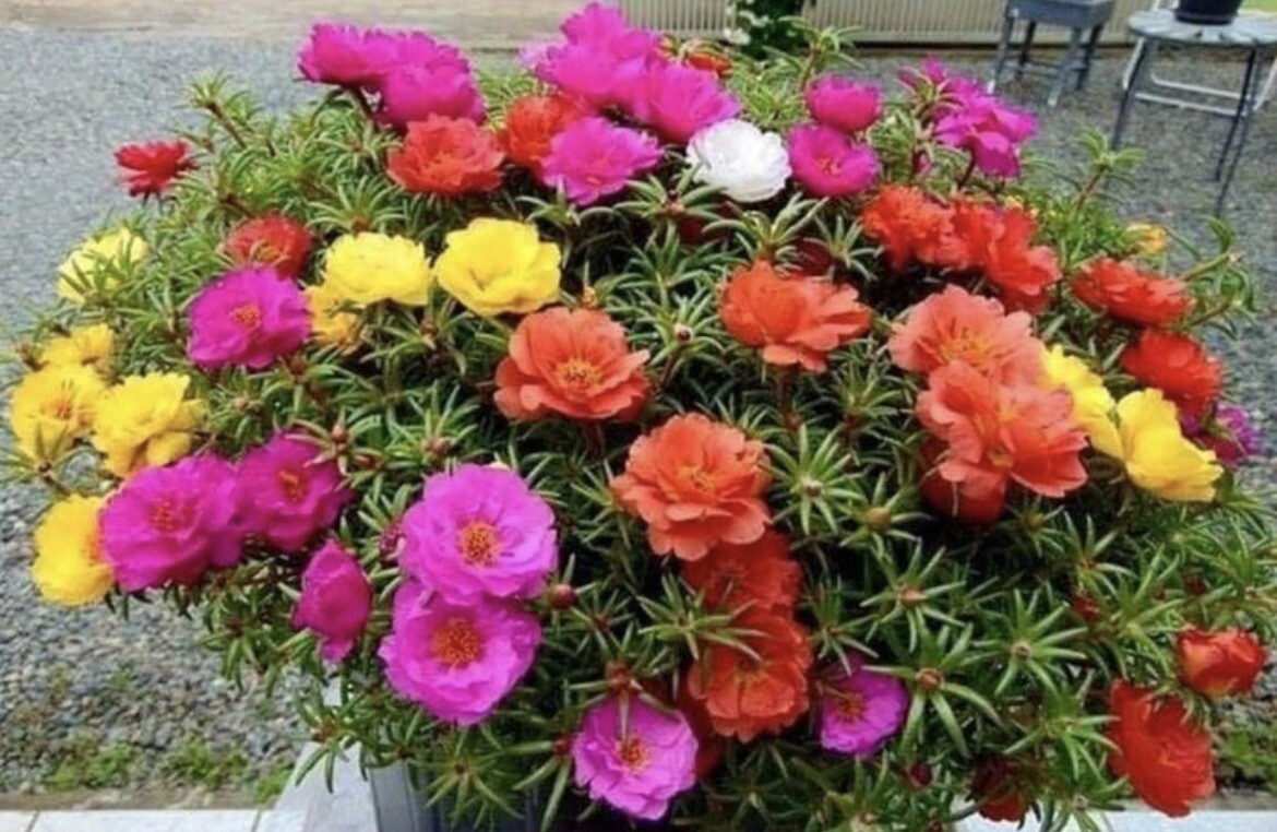 1000+ SEEDS MOSS Rose Double Mix ColorSeeds – Portulaca grandiflora Buy2Get1
