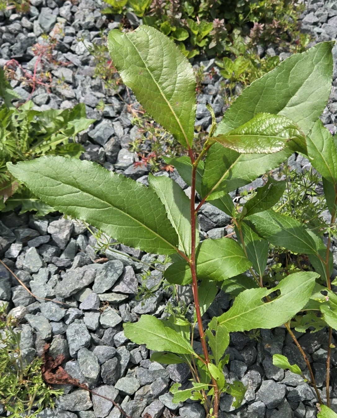 (2) Live Black Cottonwood Bare Root Seedling Tree Fast Growing 4-8in