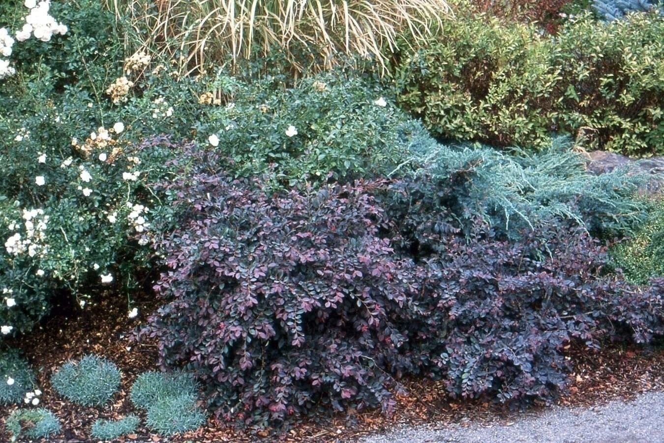 Loropetalum Plum Delight | 3 Gallon | Loropetalum chinense | Low Maintenance