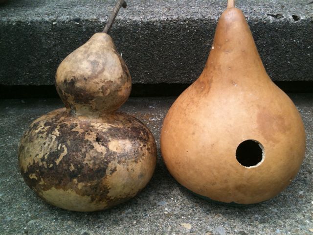 Birdhouse Bottle Gourd Seeds, Lagenaria siceraria