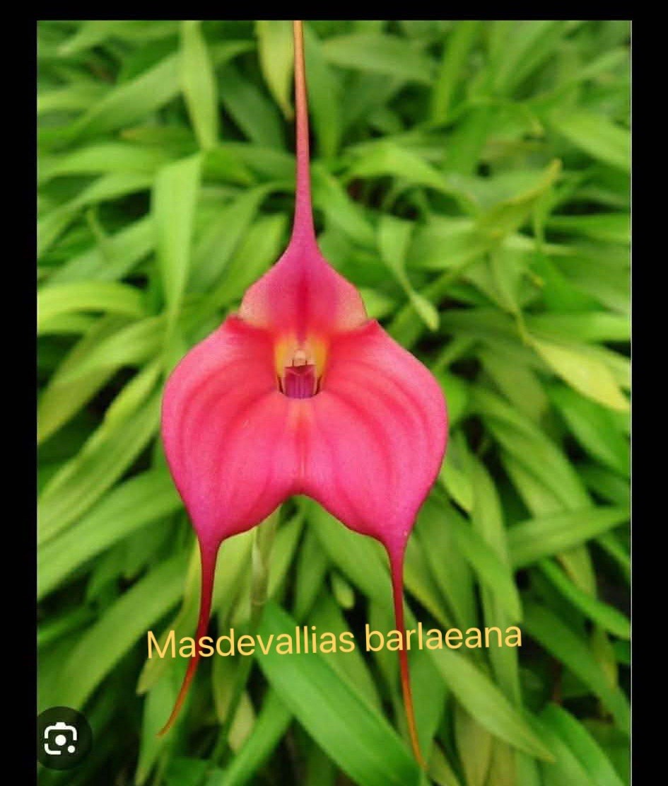 Masdevallia Orchid Barlaeana Live Plant