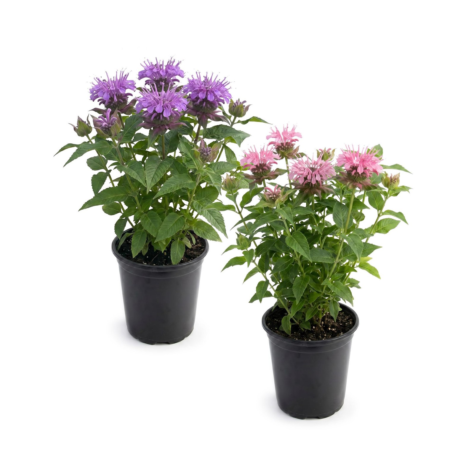Live Flowering Bee Balm Assorted Colors 2 Plants Per Pack, Pollinator Attra…