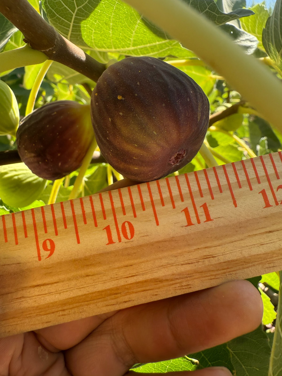 4 Fig Tree cuttings _ Purple Deliciously Sweet Fig _ High Productivity