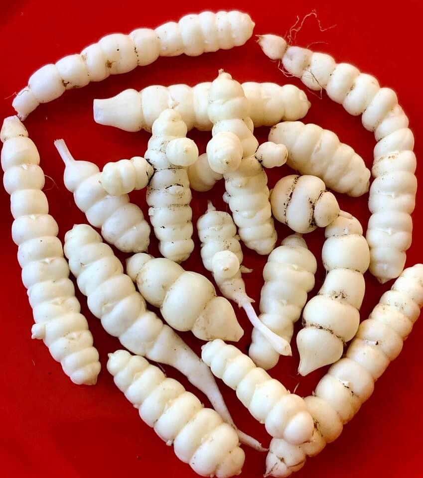 Chinese Artichoke/Stachys Affinis- 3 Tubers for planting – USA Seller
