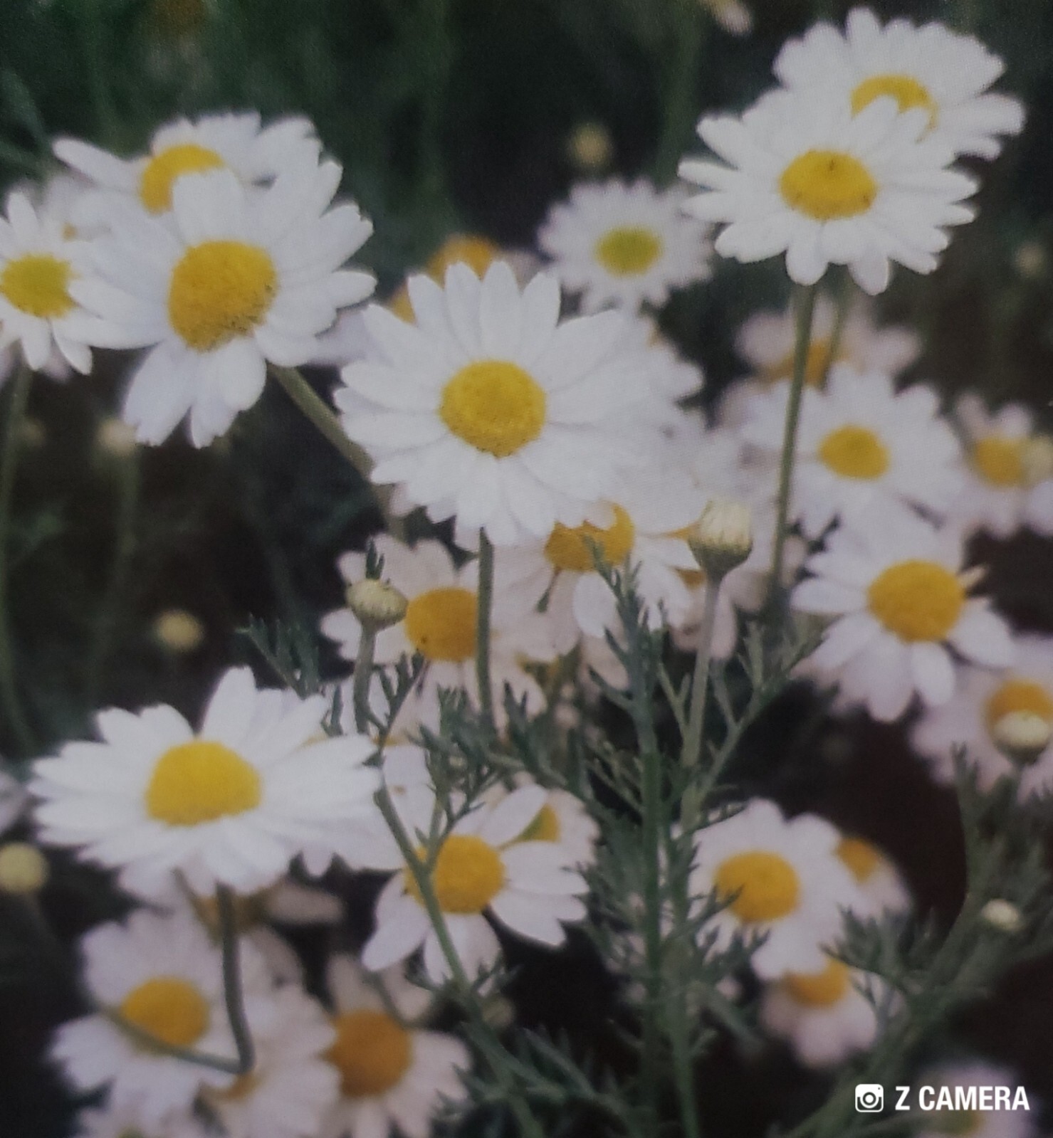German Chamomile Seeds (matricaria recutita), Organic