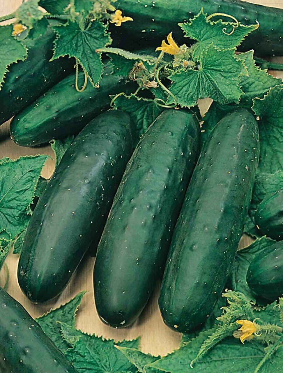 50+ Marketmore 76 Cucumber Seeds – Non GMO — HEIRLOOM — ORGANIC — FRESH