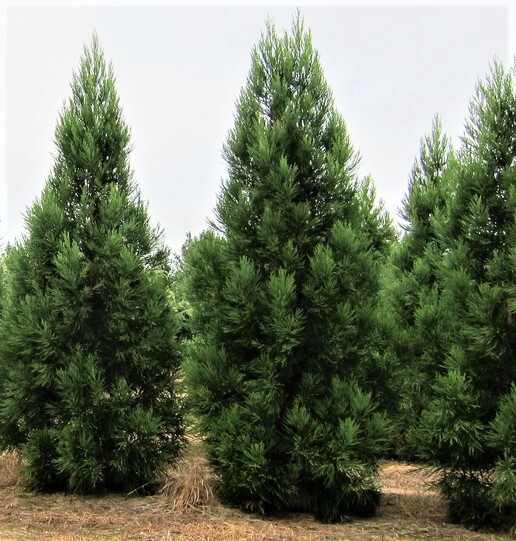 Radicans Cryptomeria ( japanese cedar ) – Live Plant – ( 1 QT )