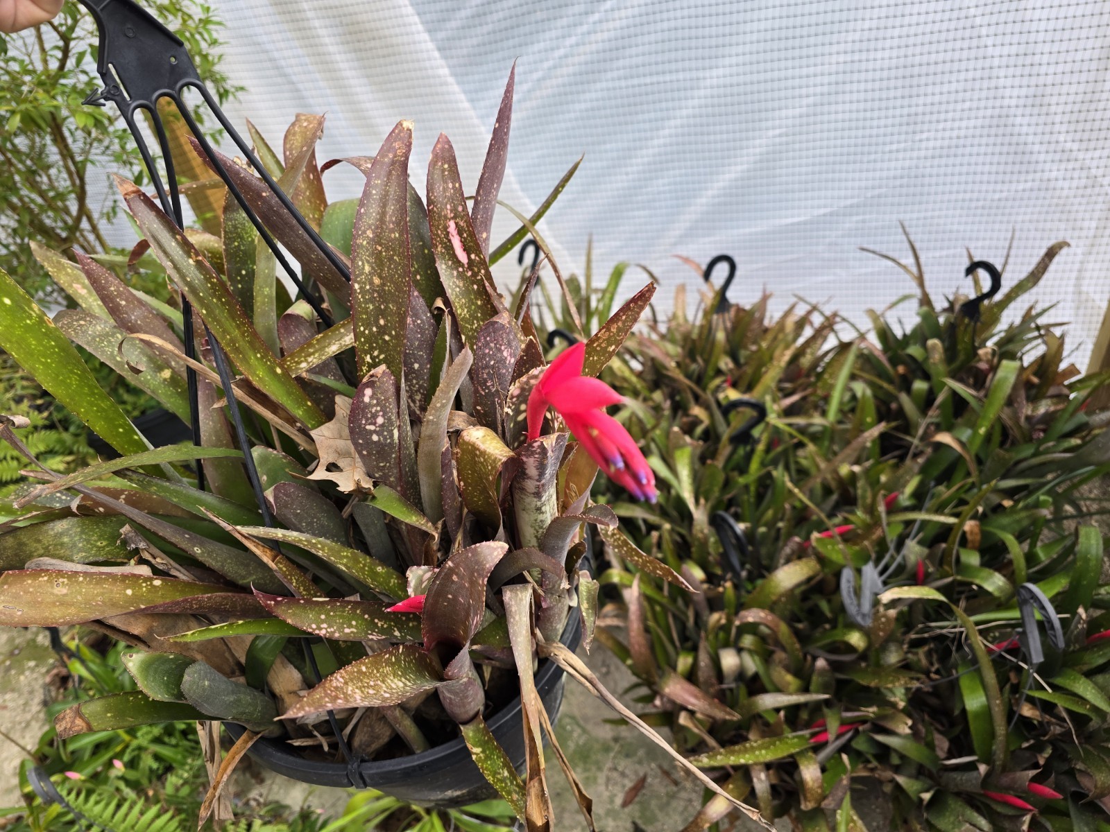  (12) Billbergia bromeliad, Hybrid ‘Pink Champagne’ 12 Plants