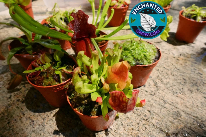 6 Random Carnivorous Plants Collection Package Deal VALUE PACK