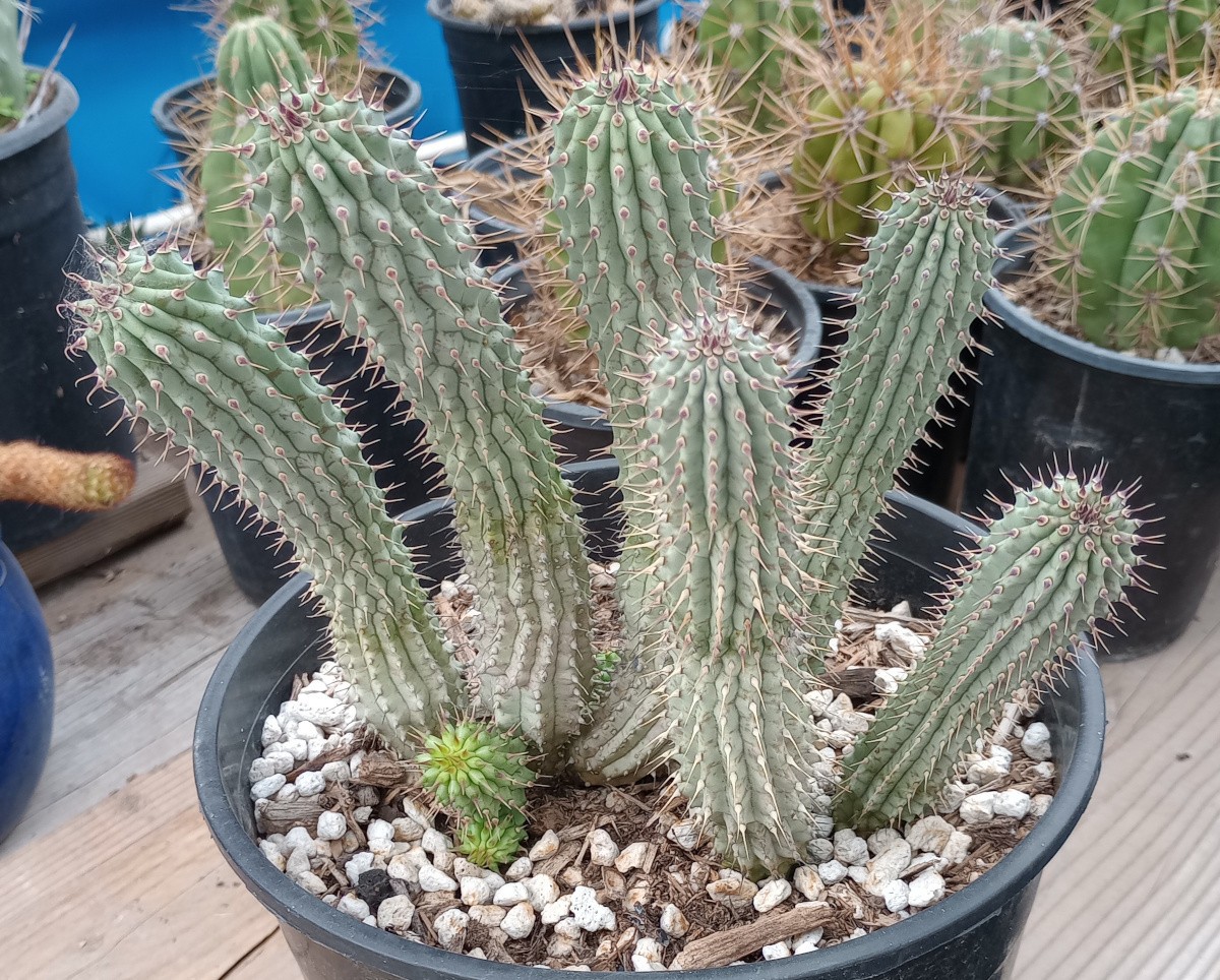 Hoodia gordonii Huge Many Branches Hunger Suppress Beautiful Cactus Imitation XL