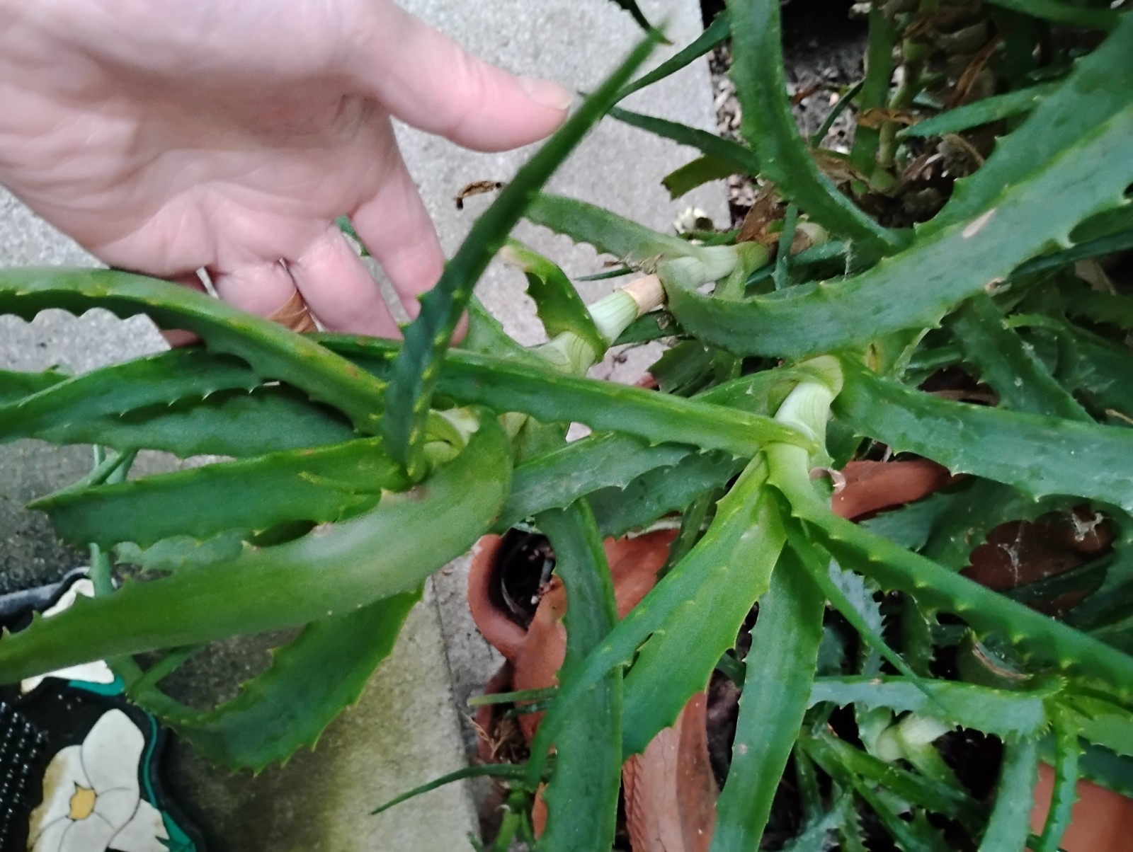 Large Aloe Arborescens Cactus Plant Cuttings from 40 year old Healing Plant.